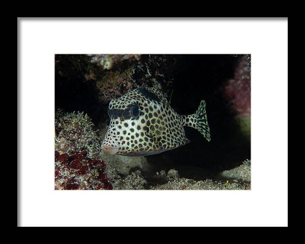 Fish Framed Print featuring the photograph Spotted Trunkfish by Brian Weber