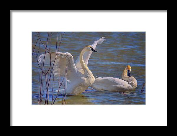 Birds Framed Print featuring the photograph Spread Your Wings - Trumpeter Swans by Nikolyn McDonald