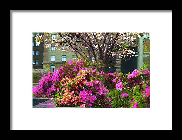 Azalea Framed Print featuring the photograph Spring Azaleas in the Park by Bonnie Follett