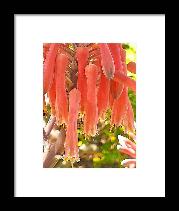 #aloe #bells #blooms #red #spring #morning #north #georgia #succulent Framed Print featuring the photograph Spring Bells Blooming by Belinda Lee