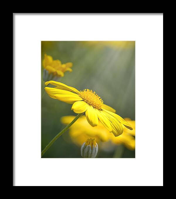 Background Framed Print featuring the photograph Spring Bloom by Rick Nelson