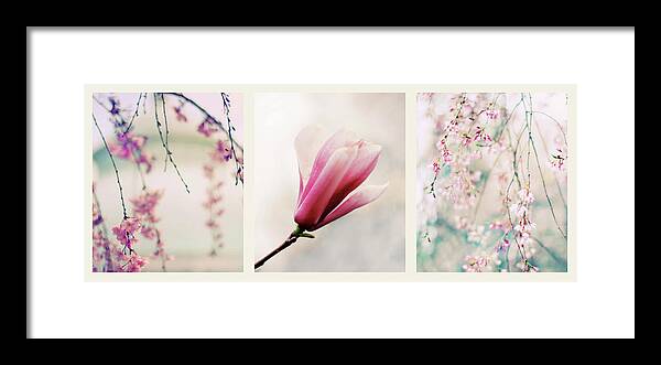 Triptych Framed Print featuring the photograph Spring Blossom Triptych by Jessica Jenney