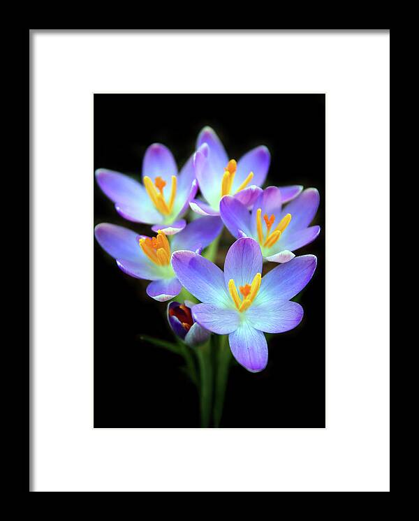 Crocus Framed Print featuring the photograph Spring Crocus by Jessica Jenney