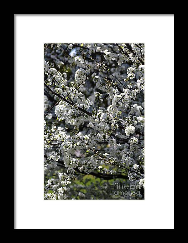  Floral Framed Print featuring the photograph Spring Display by Joy Watson