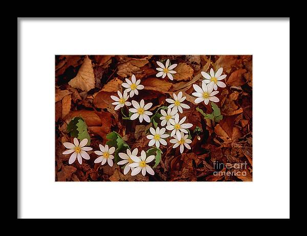 Signs Of Spring Framed Print featuring the photograph Spring ephemeral Bloodroot cluster FL4508-2 by Mark Graf
