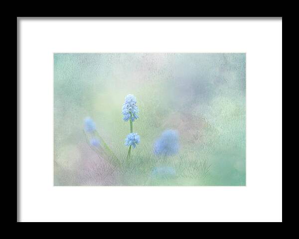 Spring Flowers Framed Print featuring the photograph Spring Ephemeral with Texture - Muscari by Patti Deters