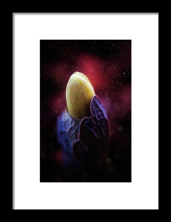 Spring Flowers Framed Print featuring the photograph Spring Flowers 9 by Lilia S