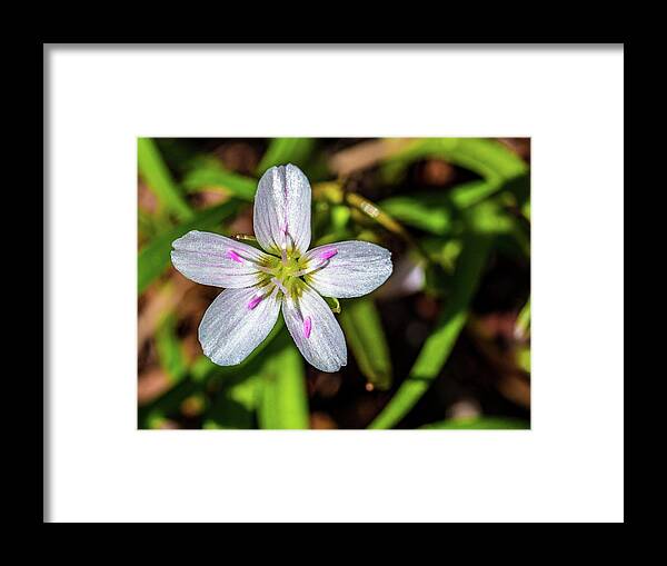 Closeup Framed Print featuring the photograph Spring Flowers by Louis Dallara