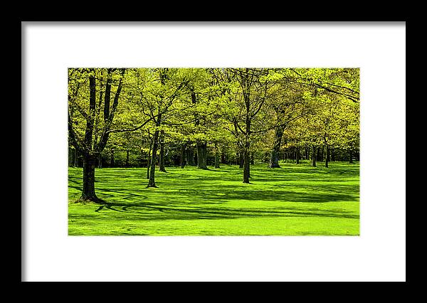 Park Framed Print featuring the photograph Spring Greenery by Cathy Kovarik