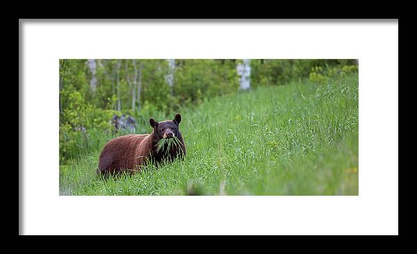 2015 Framed Print featuring the photograph Spring Greens by Kevin Dietrich