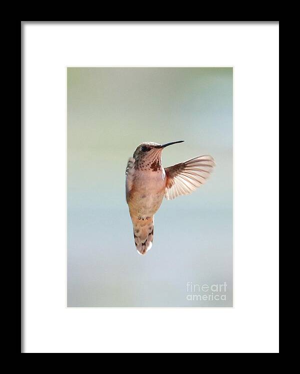 Hummingbird Framed Print featuring the photograph Spring Hug Hummingbird by Carol Groenen
