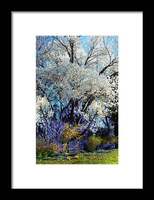 White Tree Framed Print featuring the digital art Spring in Bloom by Kathy Besthorn