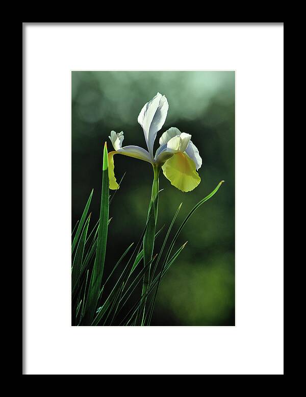 Iris Flower Framed Print featuring the photograph Spring Iris by Angelo DeVal