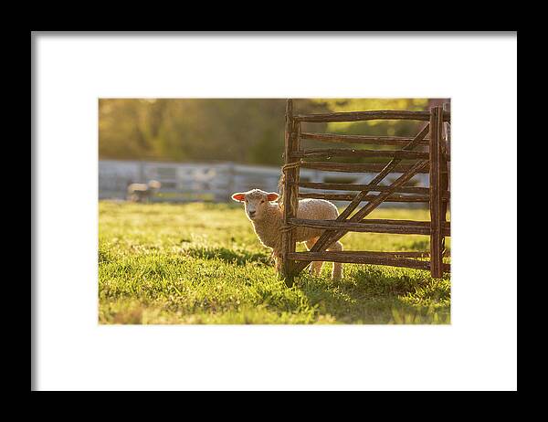 Sheep Framed Print featuring the photograph Spring Lamb in the Late Afternoon by Rachel Morrison