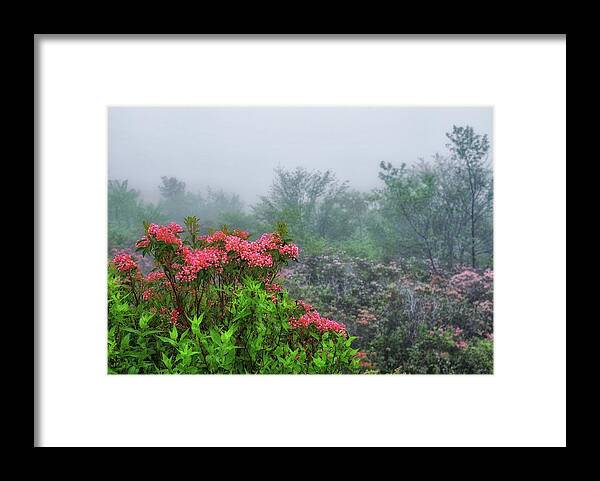 Blue Ridge Parkway Framed Print featuring the photograph Spring Laurel by Blaine Owens