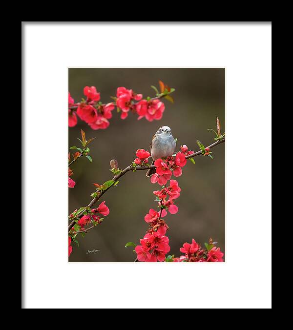 Chipping Sparrow Framed Print featuring the photograph Spring Messenger by Jurgen Lorenzen