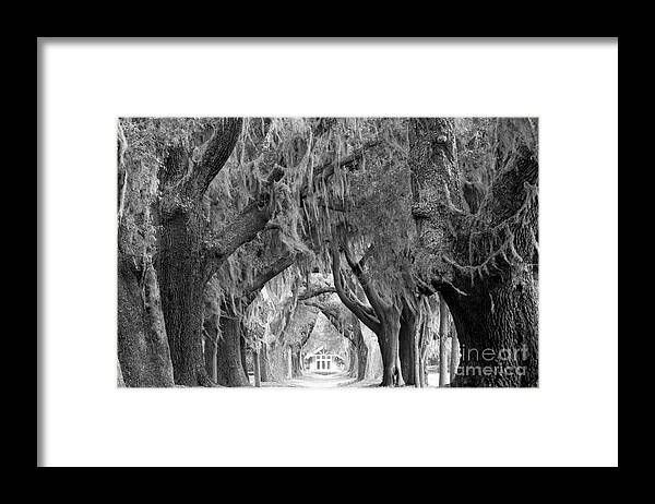 Avenue Of The Oaks Framed Print featuring the photograph Spring Morning At St. Simonds Oak Tunnel Black And White by Adam Jewell