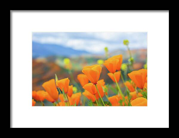 California Poppy Framed Print featuring the photograph Spring Poppies Walker Canyon by Kyle Hanson