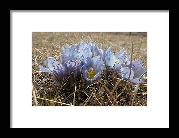 Crocus Framed Print featuring the photograph Spring Prairie Crocus by Karen Rispin