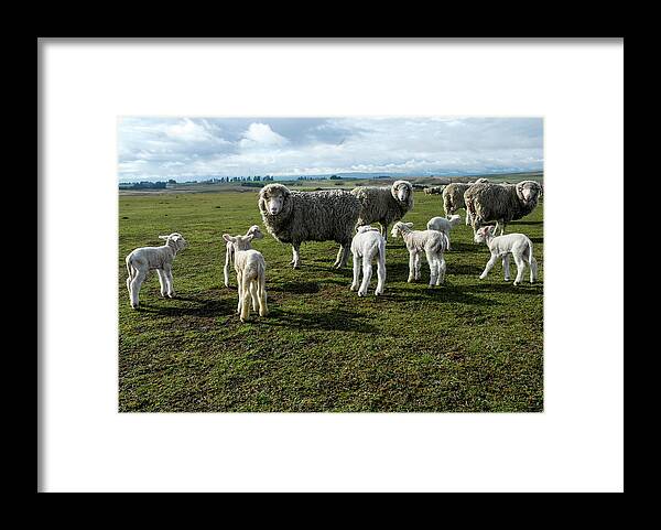Sheep Framed Print featuring the photograph Springtime Babies - High Country Sheep Muster, South Island, New Zealand by Earth And Spirit