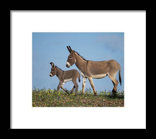 Wild Burros Framed Print featuring the photograph Spring Saunter by Mary Hone