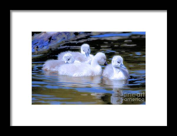 Swan Framed Print featuring the photograph Spring Season Babies Cygnets by Elaine Manley