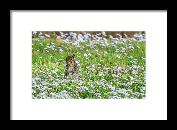 Star Flower Framed Print featuring the photograph Spring Star Flowers and a Squirrel by Rachel Morrison