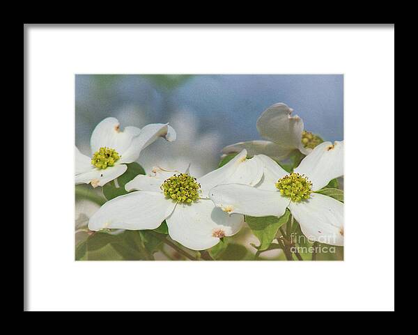 Dogwood Framed Print featuring the digital art Spring Textures by Amy Dundon