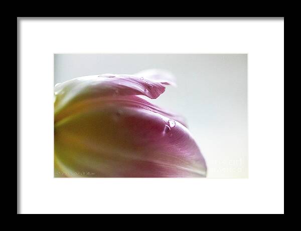Flowers Framed Print featuring the photograph Spring by Theresa D Williams