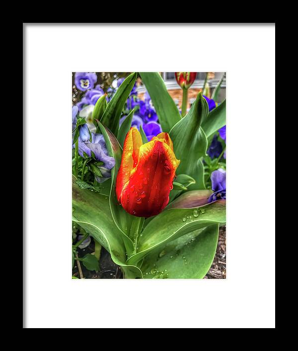 Tulips Framed Print featuring the photograph Spring Tulips Covered in Raindrops by Michael Dean Shelton