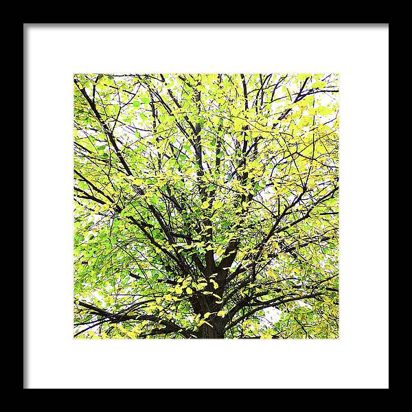 Trees Framed Print featuring the photograph Spring into Autumn by Rebecca Harman