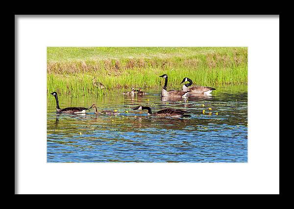 Geese Framed Print featuring the photograph Springtime At The Pond by Cathy Kovarik