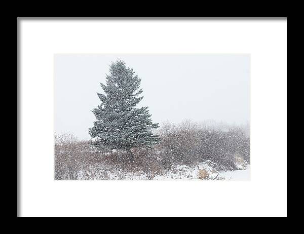 Snow Framed Print featuring the photograph Spruce tree on a snowy day by Phil And Karen Rispin