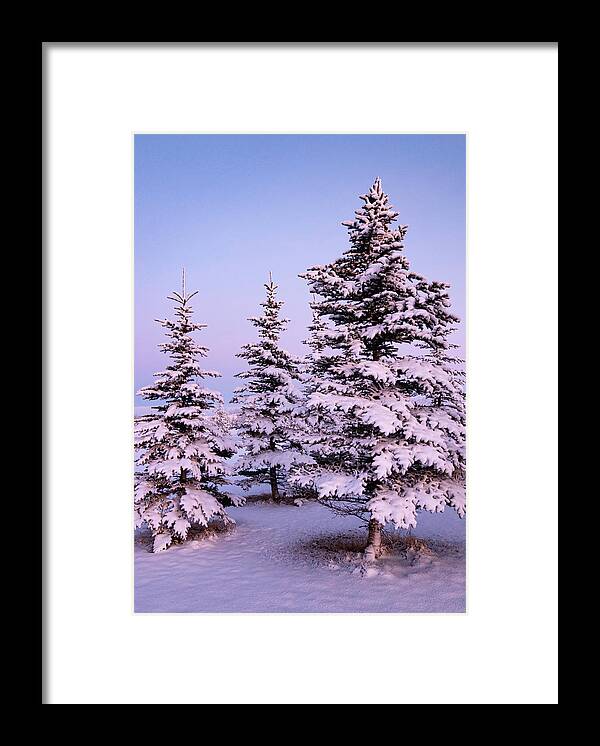 Dawn Framed Print featuring the photograph Spruce trees on a winter dawn by Phil And Karen Rispin