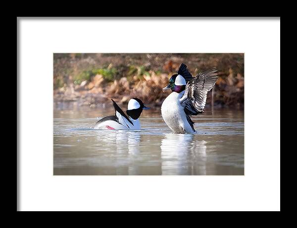 Waterfowl Framed Print featuring the photograph Sprucing Up by Jim E Johnson