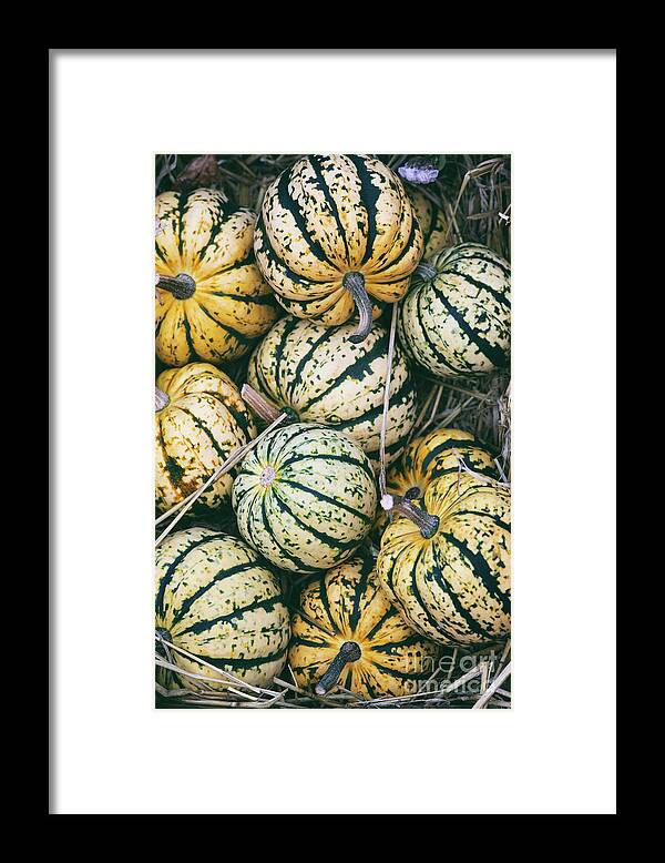 Squash Sweet Dumpling Framed Print featuring the photograph Squash Sweet Dumpling in Autumn by Tim Gainey