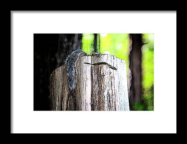 Charlotte-park Framed Print featuring the digital art Squirrel at the Lake by SnapHappy Photos