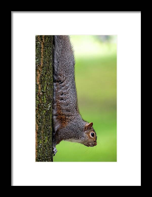 Squirrel Framed Print featuring the photograph Squirrel at Greenwich Park 2 by Pablo Lopez