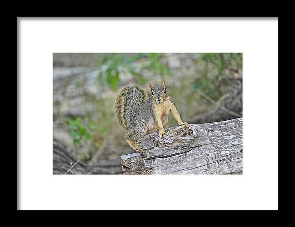 Squirrel Framed Print featuring the photograph Squirrel by Cathy Valle