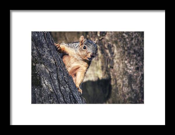 Photo Framed Print featuring the photograph Squirrel in Tree by Evan Foster
