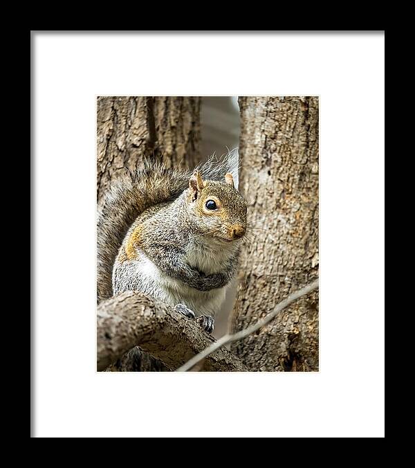 Wildlife Framed Print featuring the photograph Squirrel Keeping Warm by Rick Nelson