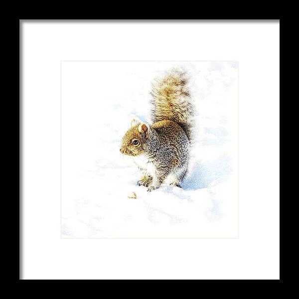 Squirrel Framed Print featuring the photograph Squirrel on white snow by Tatiana Travelways