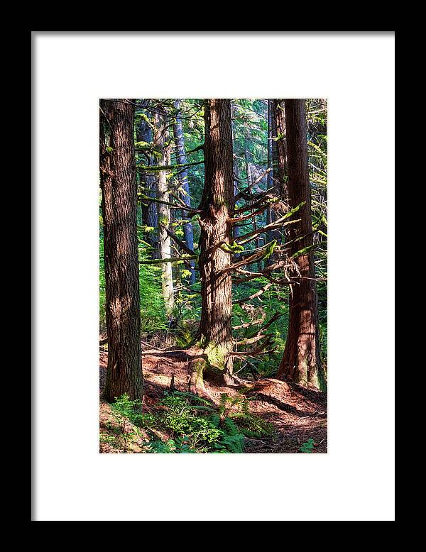 Redmond Watershed Preserve Framed Print featuring the photograph Squirrel Trail I-2022.10.1 by Phyllis McDaniel
