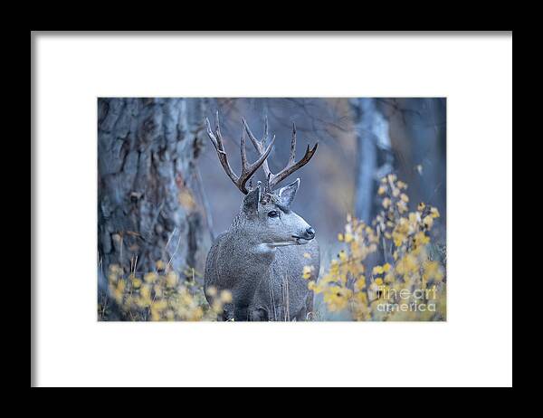 Christmas Stag Framed Print featuring the photograph Stag in Autumn Woods by Rehna George