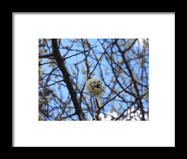 Spring Framed Print featuring the photograph Stained Glass Blossoms by Amanda R Wright