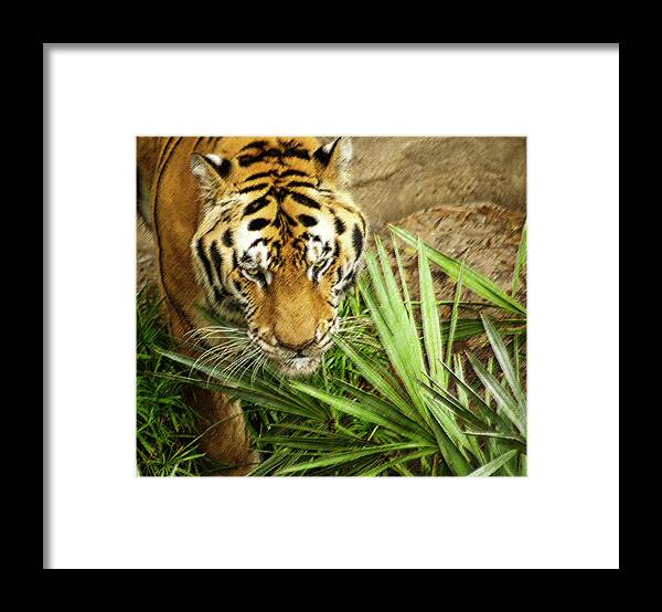 Tiger Framed Print featuring the photograph Stalking Tiger by Carolyn Marshall