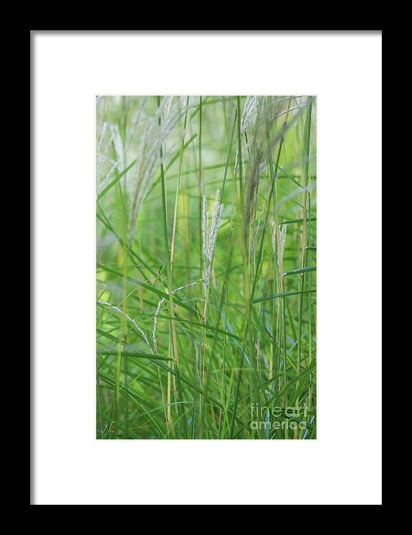 Grass Framed Print featuring the photograph Stalks of Calm by D Lee
