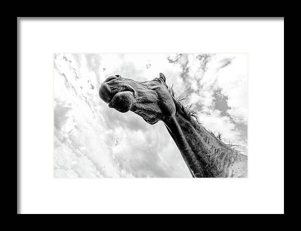 Monochrome Framed Print featuring the photograph Stallion by Stelios Kleanthous