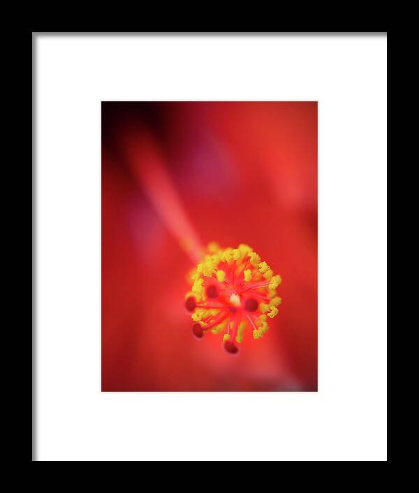 Red Framed Print featuring the photograph Stamen by M Kathleen Warren