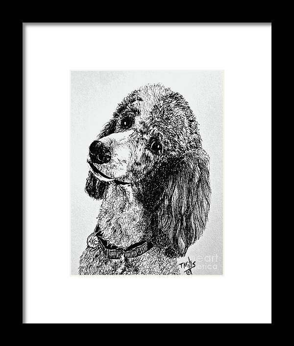 Dog Framed Print featuring the drawing Standard Parti Poodle 1 by Terri Mills
